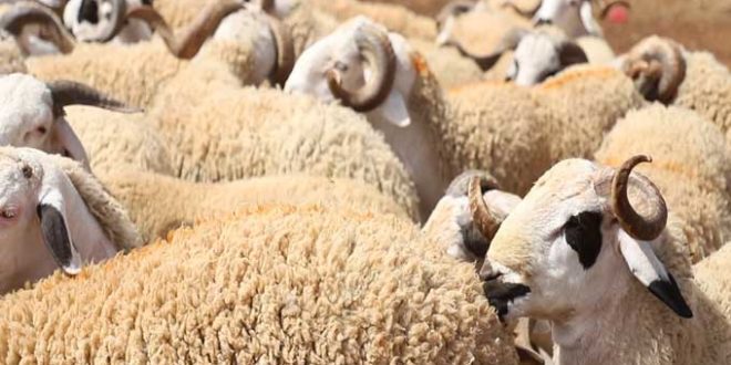 عاجل/ هذا موعد عيد الاضحى فلكيا.. - المصدر تونس