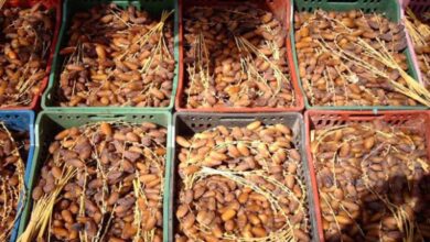 صادرات التمور التونسية تحقق نموا ملحوظا في الكميات والقيمة خلال موسم 2025/2026 - المصدر تونس