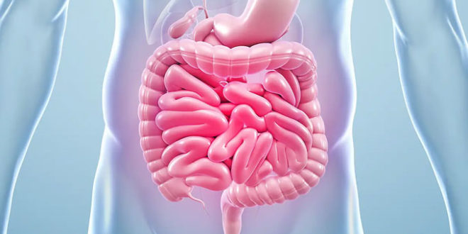 الوقاية من سرطان القولون: التغذية الصحية ونمط العيش السليم في الصدارة - المصدر تونس