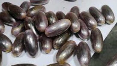 تفكيك شبكة لتهريب ”مخدر التمرة” في بطونهم والاحتفاظ بـ7 عناصر..وهذه التفاصيل.. - المصدر تونس