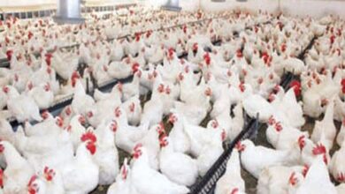 حجز طيور دجاج حيّ يناهز إجمالي وزنها 880 كلغ بطريق المرناقية.. - المصدر تونس