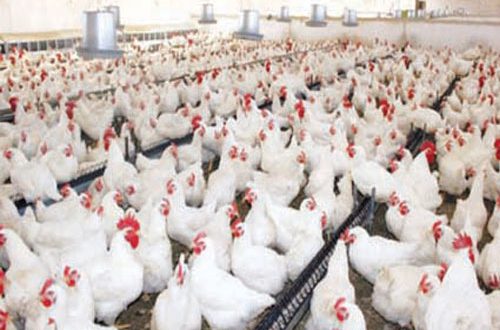 حجز طيور دجاج حيّ يناهز إجمالي وزنها 880 كلغ بطريق المرناقية.. - المصدر تونس