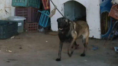 بعد الضجة التي أثارها: هذا ما تقرر بخصوص الكلب الموجود بالمستودع البلدي بالمنستير..#خبر_عاجل - المصدر تونس