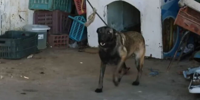 بعد الضجة التي أثارها: هذا ما تقرر بخصوص الكلب الموجود بالمستودع البلدي بالمنستير..#خبر_عاجل - المصدر تونس