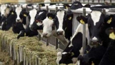 سليانة: تلقيح 30 بالمائة من الأبقار ضد الجلد العقدي والحمي القلاعية منذ بداية السنة - المصدر تونس