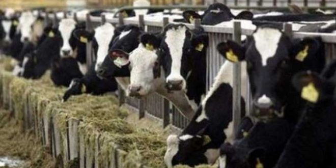 سليانة: تلقيح 30 بالمائة من الأبقار ضد الجلد العقدي والحمي القلاعية منذ بداية السنة - المصدر تونس