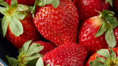 عاجل/ وزارة الصحة تحسمها بخصوص الجدل حول سلامة الفراز المعروض في الأسواق.. - المصدر تونس