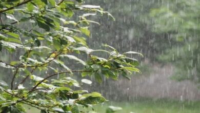 بشرى سارة: عين دراهم تسجل رقماً قياسياً بـ 208 مم خلال المنخفض الأخير..#خبر_عاجل - المصدر تونس