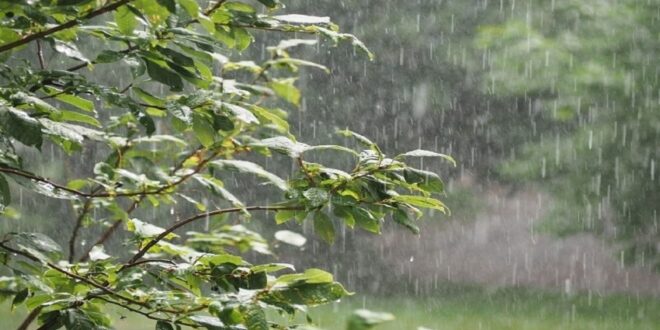 بشرى سارة: عين دراهم تسجل رقماً قياسياً بـ 208 مم خلال المنخفض الأخير..#خبر_عاجل - المصدر تونس