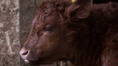 اصابة 6 عجول بالسل في هذه الولاية..#خبر_عاجل - المصدر تونس