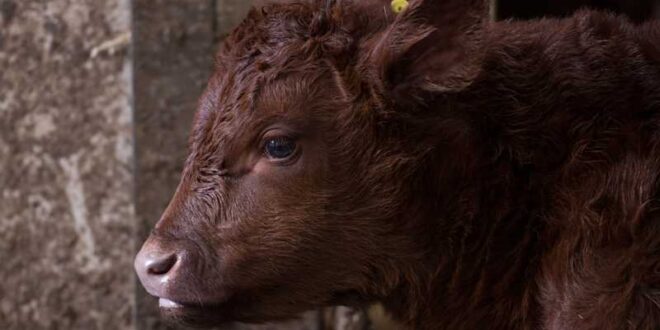 اصابة 6 عجول بالسل في هذه الولاية..#خبر_عاجل - المصدر تونس