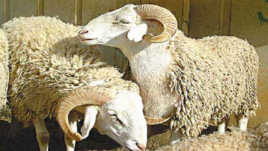 عاجل/ هذا موعد عيد الاضحى المبارك.. - المصدر تونس