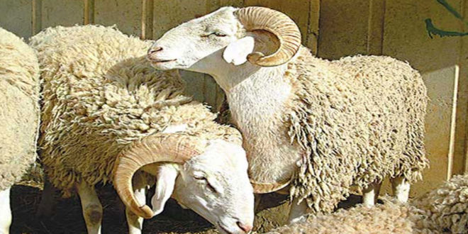 عاجل/ هذا موعد عيد الاضحى المبارك.. - المصدر تونس