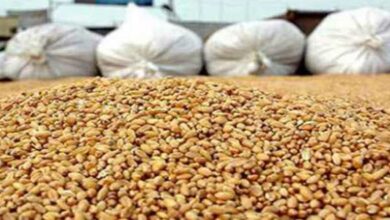 التوصل الى انجاز التسلسل الجيني الكامل لصنفين من القمح الصلب التونسي - المصدر تونس