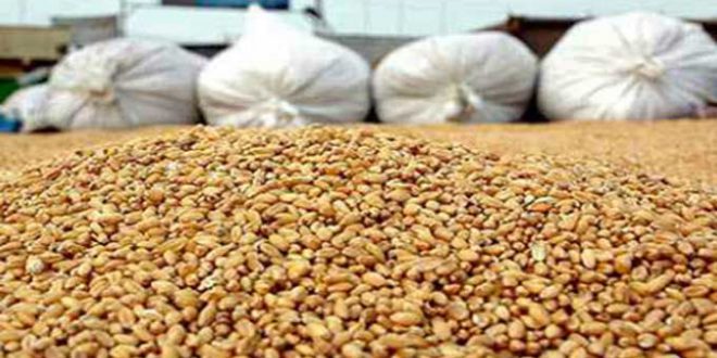 التوصل الى انجاز التسلسل الجيني الكامل لصنفين من القمح الصلب التونسي - المصدر تونس