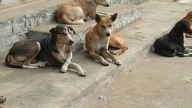 فظيع/ كلاب ضالة تنهي حياة طفل وتنهش جسده..! - المصدر تونس