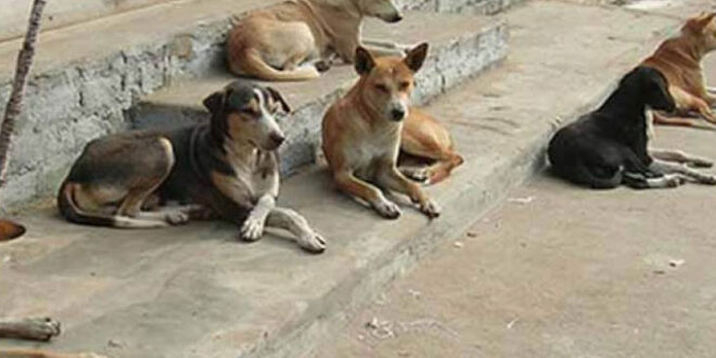 فظيع/ كلاب ضالة تنهي حياة طفل وتنهش جسده..! - المصدر تونس