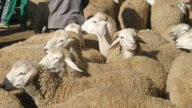 هام/ تركيز سوق من المنتج الى المستهلك لبيع أضاحي العيد.. - المصدر تونس