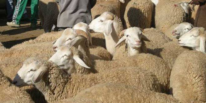 هام/ تركيز سوق من المنتج الى المستهلك لبيع أضاحي العيد.. - المصدر تونس