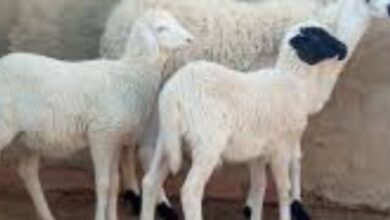 غرفة مربي الماشية تحذر من خطر ظاهرة بيع “الفطايم” لذبحها في العيد.. - المصدر تونس